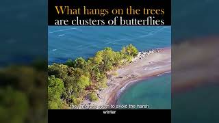 Mystical Butterfly Migration: Witness the Enchanting Clusters of Butterflies on Tree for Hibernation