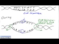 DNA Replication Concepts and Processes