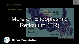 More on Endoplasmic Reticulum (ER)