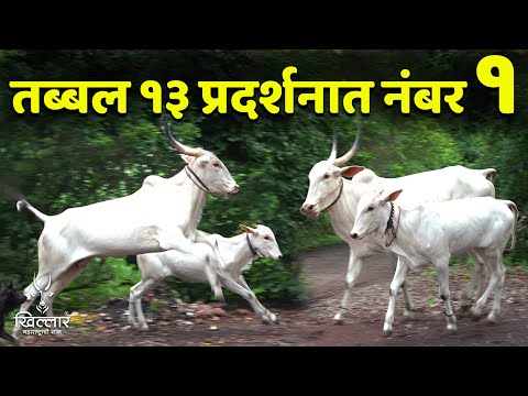 दावणीला चॅम्पियन गाय कशी तयार करायची? राहुल मोरे, तळंदगे | Khillar Maharashtrachi Shaan 2025