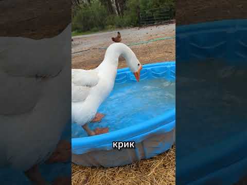 Гусь-пернатый гопник района  #животные  #гусь
