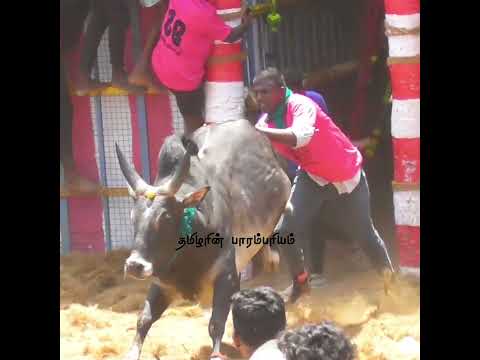 Jallikattu Videos