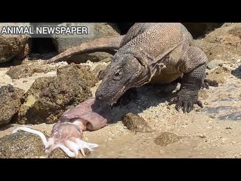 komodo dragon