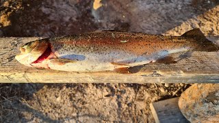 Fiskelycka i Saiti | Ett litet fiskeäventyr i svenska Lappland