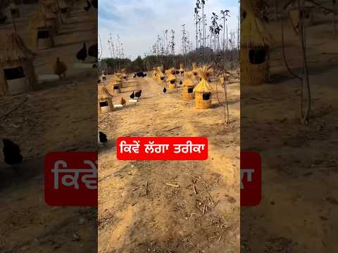 ਕਿਵੇਂ ਲੱਗਾ ਮੁਰਗੀ ਫਾਰਮ #dailypets #petsvlog #birdsounds #petvlog #pets #birds #dailyvlog