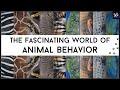 Animal Behavior and Intelligence Assessment
