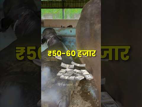 2 गाय,भैंस से लाखों की कमाई🤑😱 #shorts #gircow #buffalo #farmerchoice