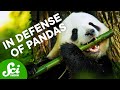 Panda Biology and Conservation Challenges