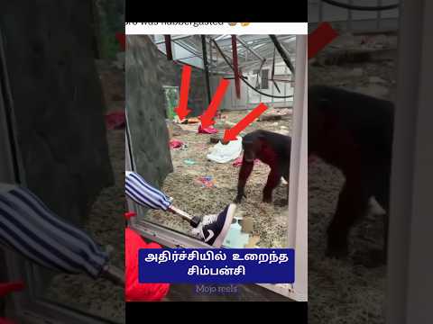 செயற்கை காலை பார்த்து அதிர்ந்த சிம்பன்சி😱 #shorts #chimpanzee #animals