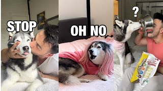 Daily Life With A Talking Husky | Compilation 6