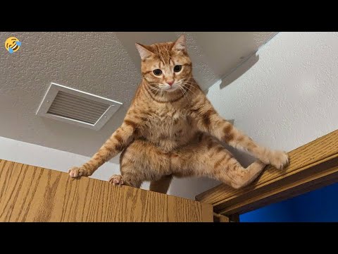 FUNNY CATS and DOGS 🐱🐶 Timon and Pumbaa exist in real life 😂 New Funniest Animals Videos 2024