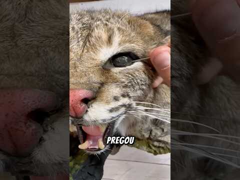 Animais que a natureza pregou uma peça cruel! #curiosidades #shorts #fyp #animal #mundoselvagem