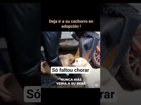 Cachorra se despede na adoção do filhote