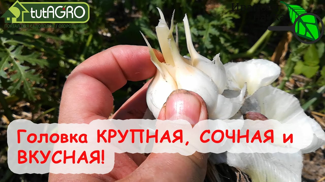 Не пропустите эту подкормку чеснока! Чеснок сформирует большую головку с отличным хранением!