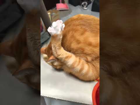 The owner is smarter than the cat.