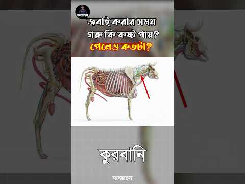 গরু জবাইয়ের সময় কতটা কষ্ট পায়? জানুন বাস্তব সত্য | কুরবানির গরু জবাই | sommohon | সম্মোহন