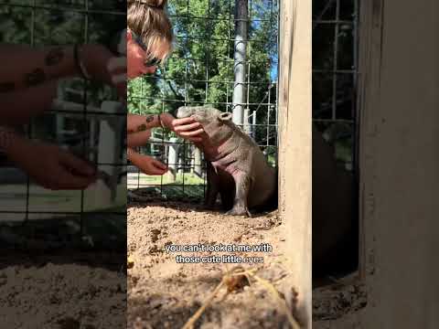 Mars Attacks Mars Attacks. Such a dirty hippo. #mars #babyhippo #pygmyhippo #kansas
