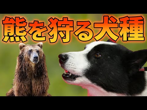 クマ狩りの犬種「カレリアン・ベア・ドッグ」とは！？【解説動画】