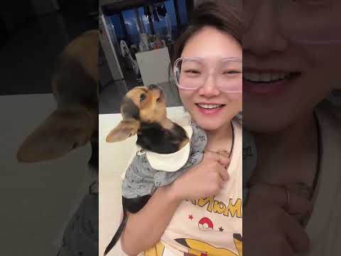 cute puppy can copy his owowner's voice funny reaction #funny#viral# shorts