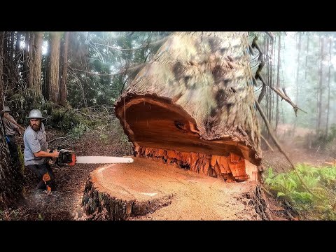 Dangerous Fastest Chainsaw Cutting Tree Skills | Biggest Heavy Equipment Machines Working