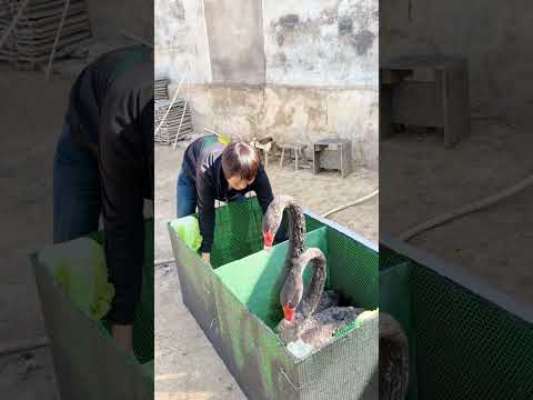 চীনের কালো রাজহাঁসের খামারের 4 টা রাজহাঁস বিক্রি হয়ে গেল।