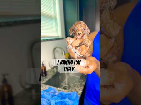 The CUTEST puppy ever! #toypoodle #poodle #cutepuppy #viralvideo #shorts