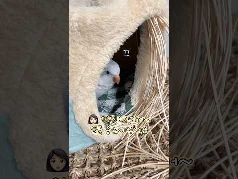 보고싶었는데 왜 이제와...! #누나가미안해#퀘이커앵무송꾸꾸