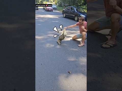 “🦥 Sloth माँ जिद पर अड़ी 😮 | Baby के बिना Road से नहीं हिली 🥺💔”
