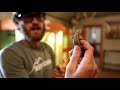 Native Lizards and Their Habitats