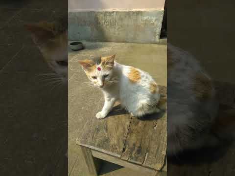 Cat's breakfast 🥞🍳 #funny #cat #comedy #phonk #funk #cats #song #cartoon #bengali #catlover #mycat