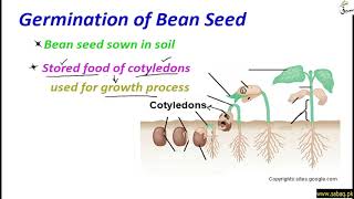 Germination of Bean Seed