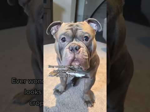 An American Bully WITHOUT cropped ears? #dogs #cutedogs #shorts