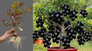 How To Propagate Java Plum Tree Cutting Faster With Aloe Vera, best idea propagating java plum tree 