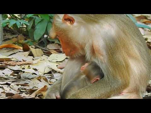 Sweet Newborn Monkey Afternoon Adventures #babyanimals