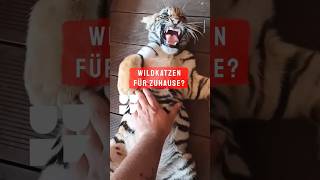 King Simba: Ein Löwe als Kuscheltier? #shorts #funk