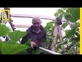 Water Management and Greenhouse Gardening in Alaska