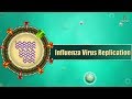 Influenza Virus Function and Mechanisms
