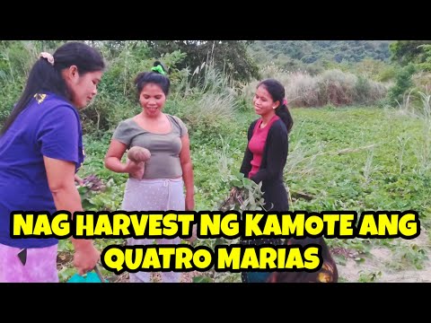 NA MISS NAMIN ANG MAG HARVEST NG KAMOTE!!