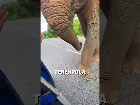 Elefante raccoglie angurie per portarle ai suoi cuccioli 🥹 #shortvideo