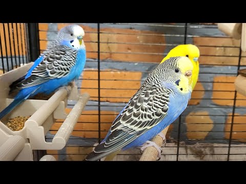 7 hours of relaxing budgie sounds