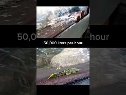 Golden Nugget Pleco in stream #shorts