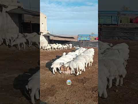 Maşallah bu yılın bereketleri