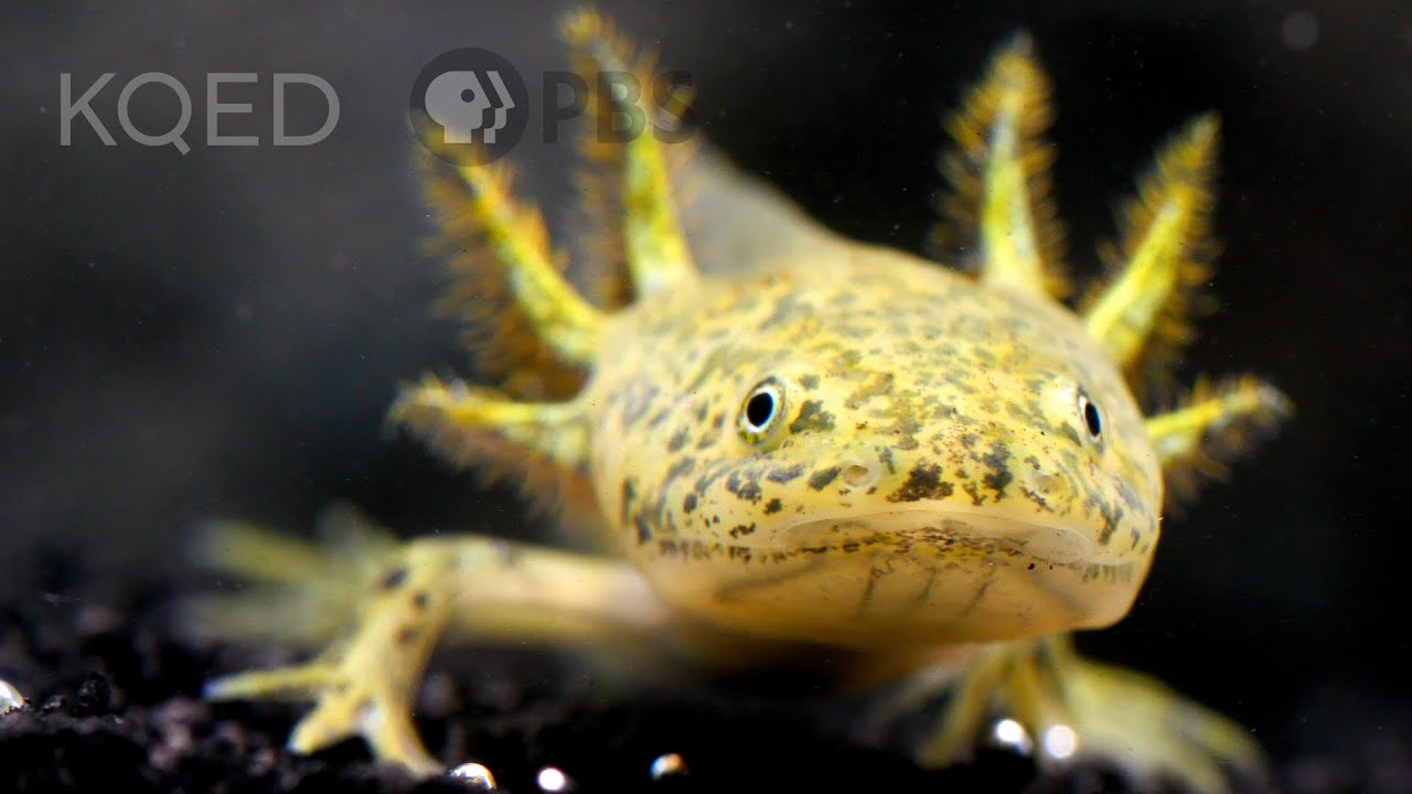 The Axolotl Salamander Doesnt Wanna Grow Up