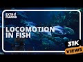 Fish Anatomy and Locomotion Concepts