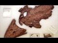 Tiktaalik Fossils and Their Significance
