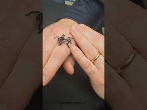 Beautiful Wild Animal Growth transformation! 💀