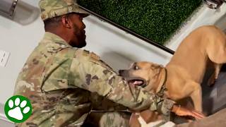 Soldier is reunited with his beloved dogs and their joy is absolutely infectious