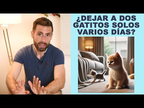 ¿Dejo a mis dos gatitos solos en casa 3-4 días? ¿Los llevo con una amiga que vive con varios gatos?