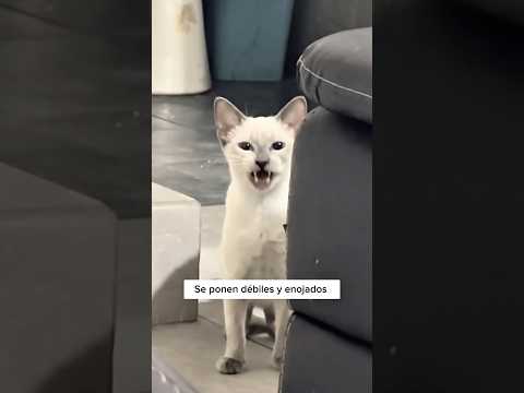Asà es como reaccionan cuando alguien tiene rabia #shorts #sabiasque #rabia
