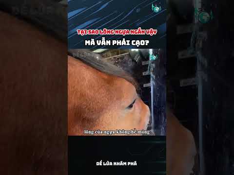 Tại sao lông ngựa ngắn vậy mà vẫn phải cạo?